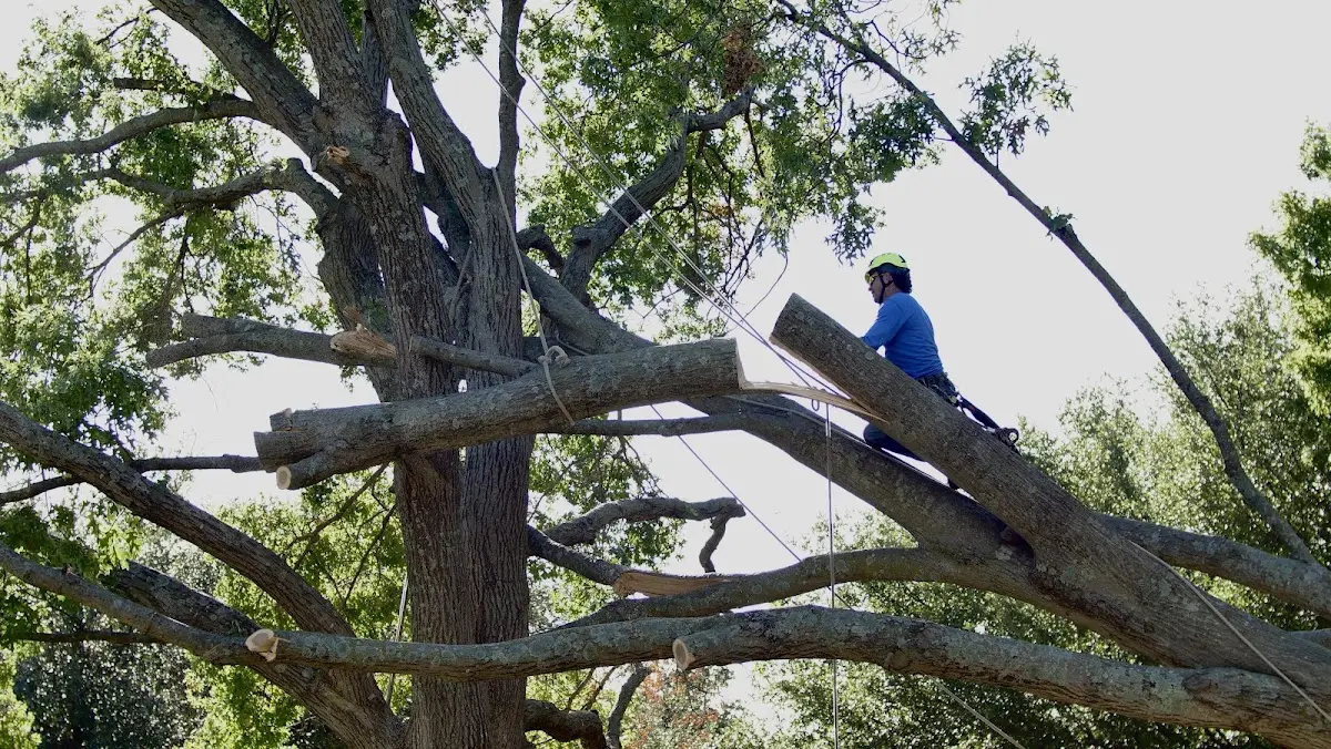 Professional Crown Thinning performed by certified arborists in Pine Level